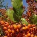 Pyracantha crenulata 'Rodgersiana' fruit